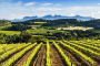 Your local area,Penedes wine-making region